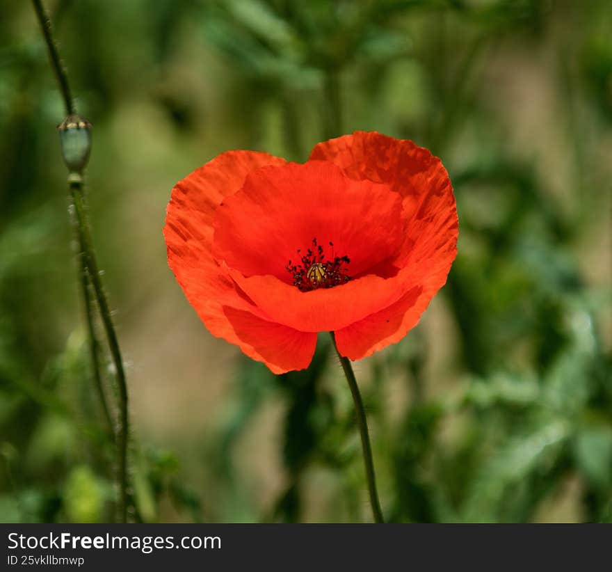 Poppy flower on a blurred background