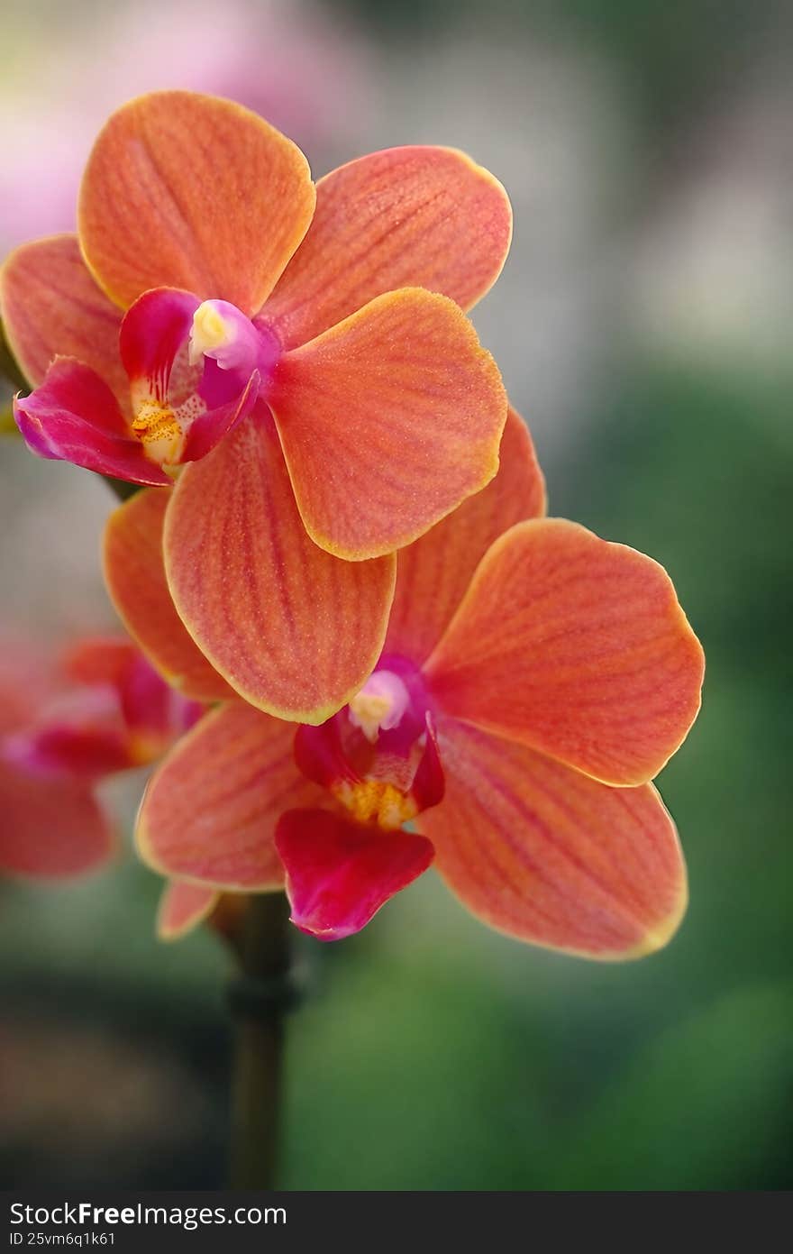 Orange orchid flower with soft blurred background