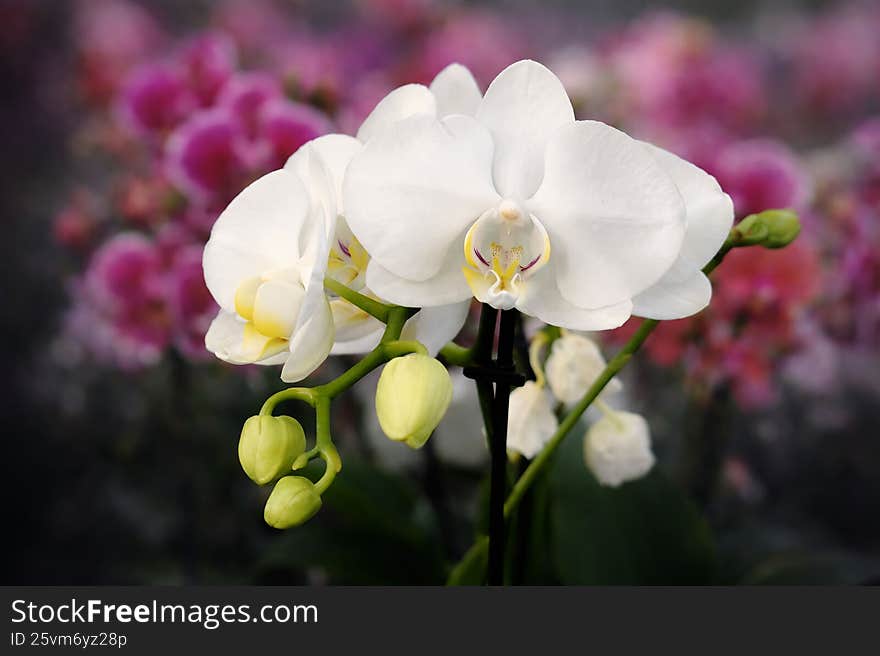 White orchid flower with soft colorful blurred background