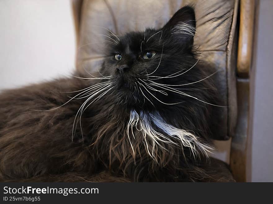 Closeup portrait of a black and white longhair domestic cat resting indoors on a chair. Detailed fur texture, expressive eyes and long whiskers visible in soft natural light. Closeup portrait of a black and white longhair domestic cat resting indoors on a chair. Detailed fur texture, expressive eyes and long whiskers visible in soft natural light.
