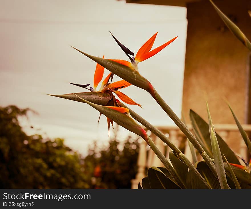 Close-up of a Bird of Paradise flower (Strelitzia) with vibrant orange petals and distinctive shape, photographed in warm natural