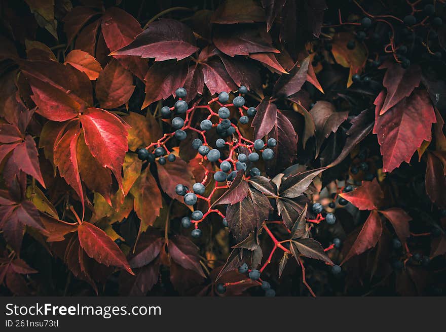 Close-up of vibrant autumn Boston ivy (Parthenocissus) leaves in red and burgundy tones with clusters of dark blue berries. Rich s