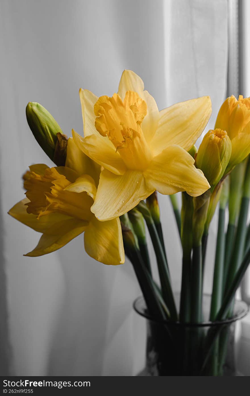 Yellow daffodils in a vase standing on a window with water drops. Spring floral composition with fresh flowers, natural light and