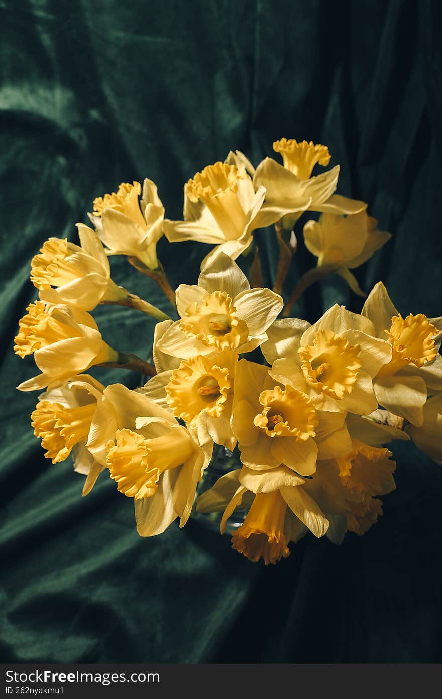 Stylish composition of yellow daffodils on a green velvet background. Elegant spring floral arrangement with soft lighting, ideal