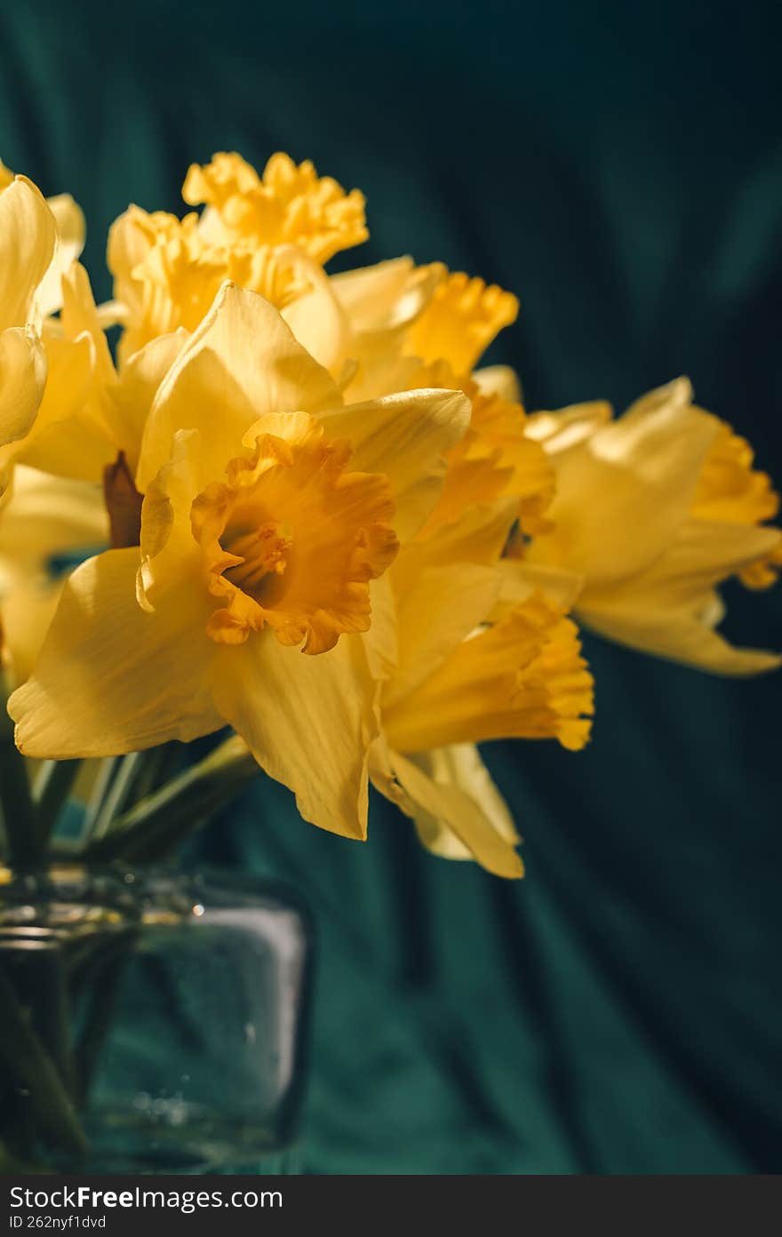 Stylish composition of yellow daffodils on a green velvet background. Elegant spring floral arrangement with soft lighting, ideal
