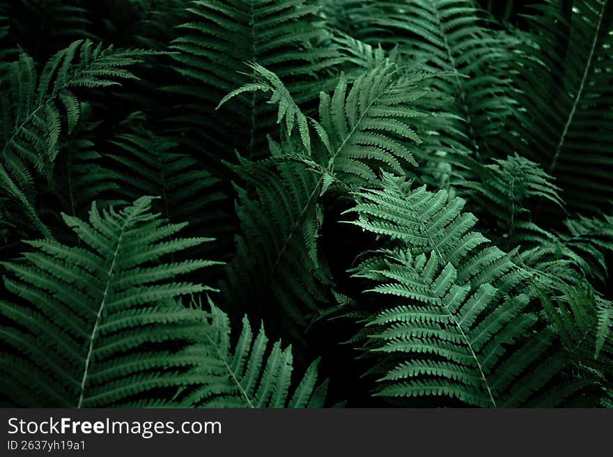 Close-up of lush green fern fronds creating a natural foliage pattern in a shaded forest. Dark moody botanical background with ric