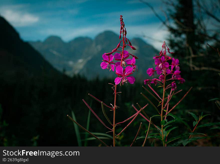 Bright pink fireweed blooming in the foreground with soft bokeh mountains and forest in the background. Wild alpine meadow plant