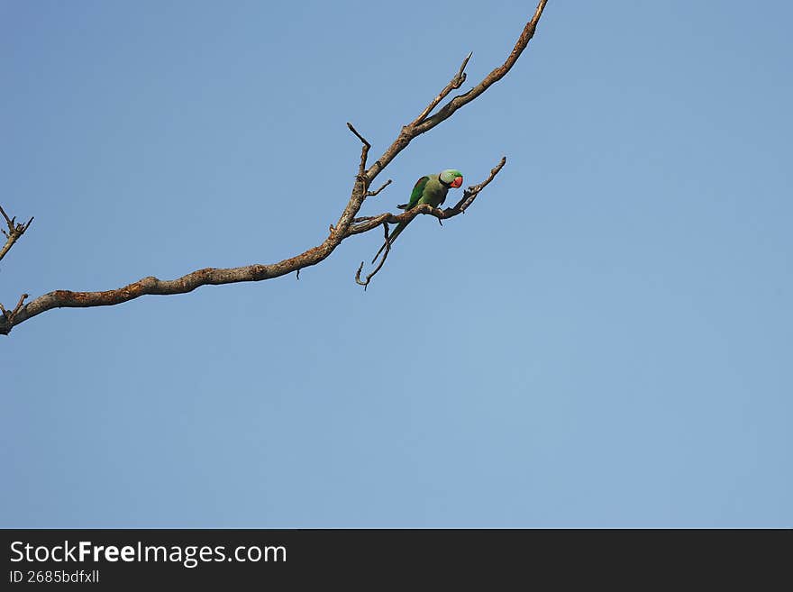 parakeets or parrot sitting on the dry trunk of the tree at dudhwa national park, india.