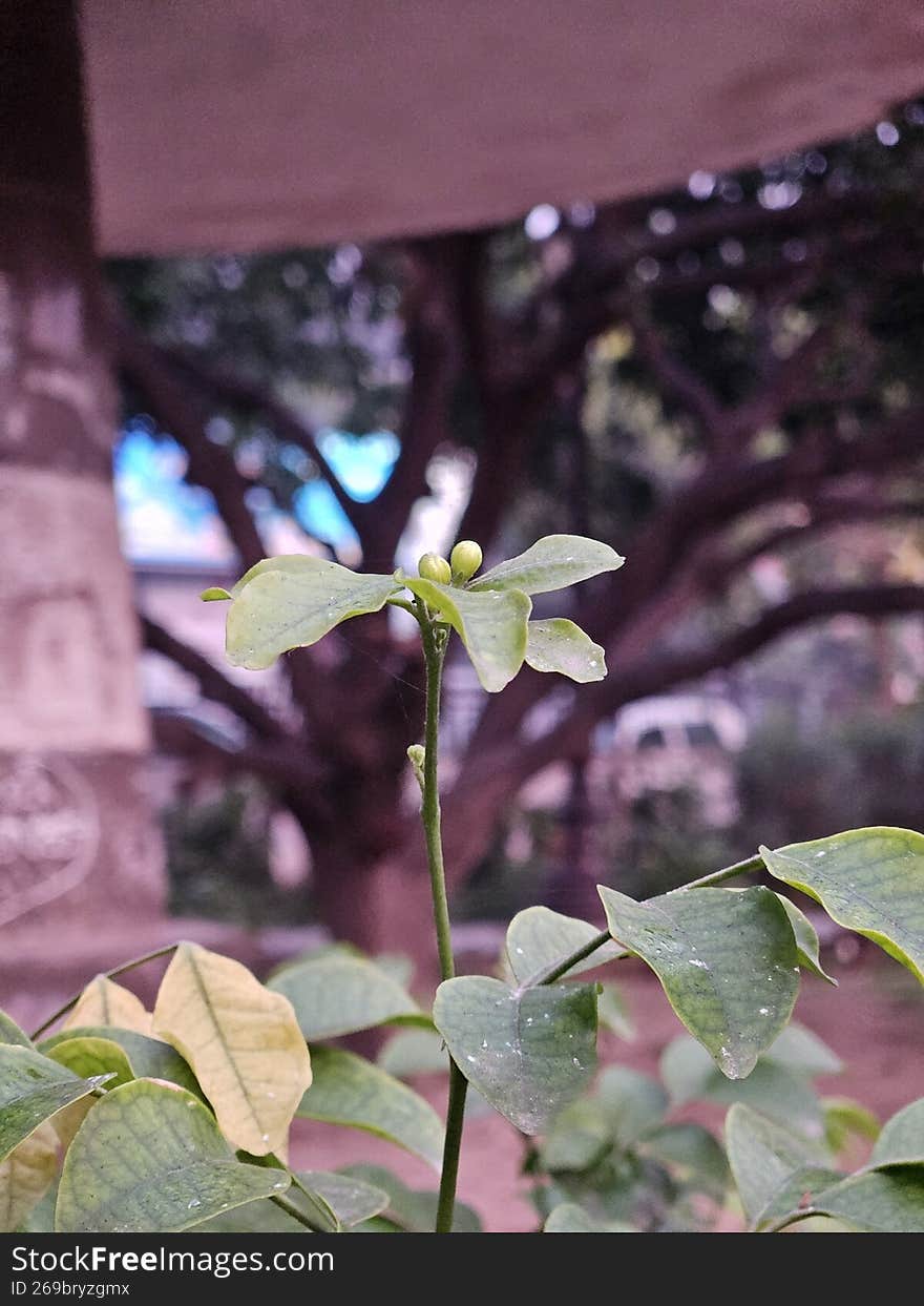 Close-up of small green plant buds with bokeh Macro photography of fresh green leaves and tiny flower buds on a plant stem. Beautiful outdoor nature shot with a soft blurred background.