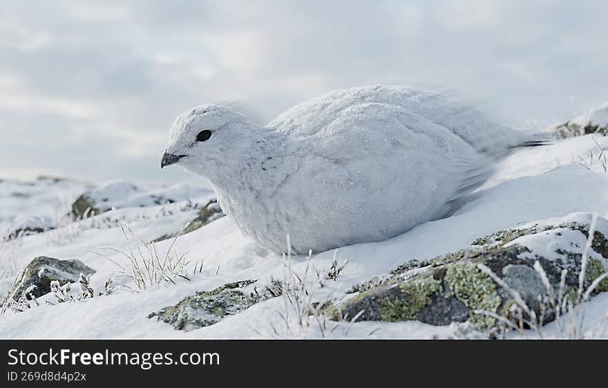 Arctic bird (Lagopus muta) resting on snow-covered rocks in the tundra. Winter camouflage. Image generated with AI.