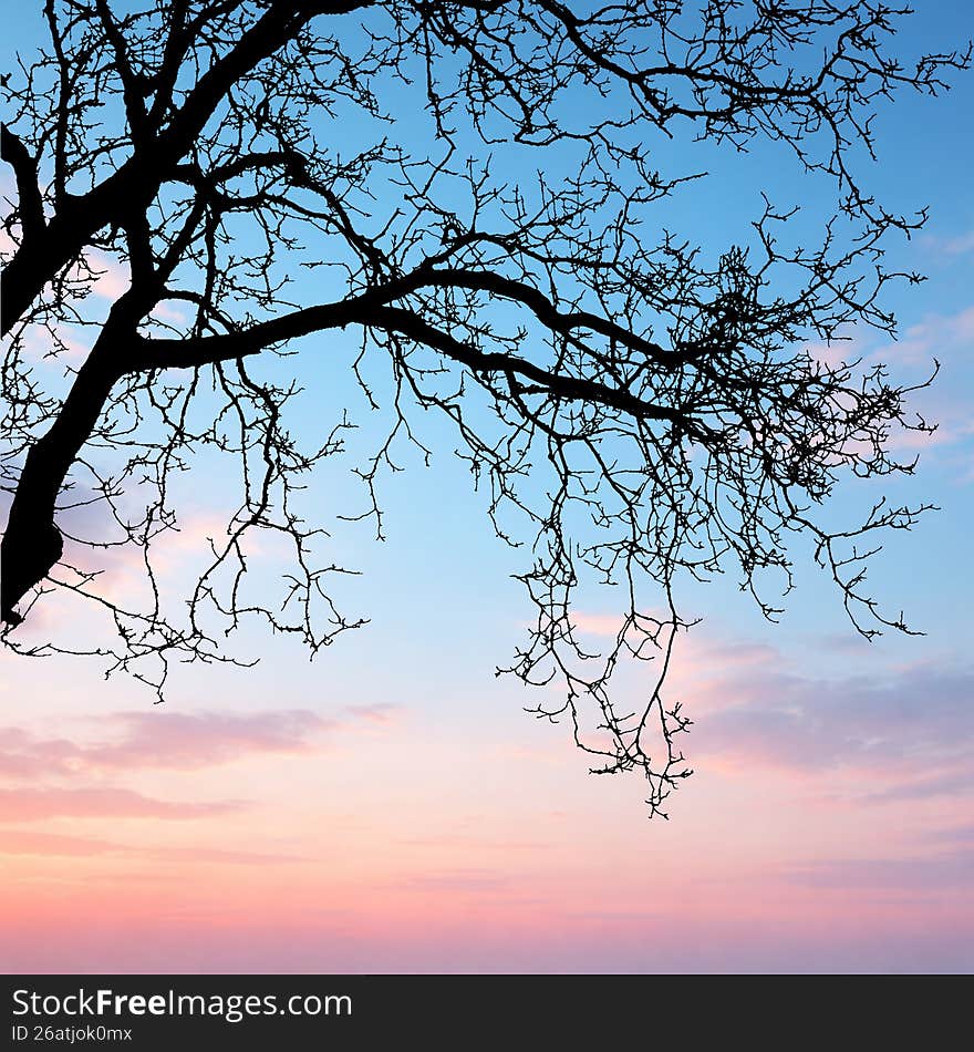 Natural tree branch with dry autumn leaves against a blue sky with soft white clouds. Seasonal nature background with copy space.