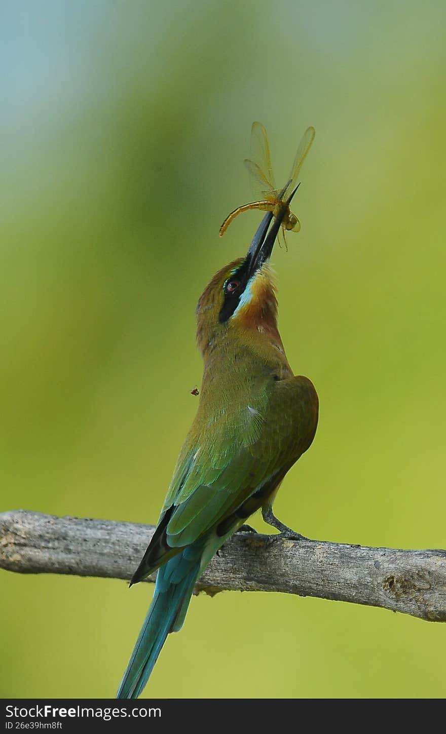 blue tailed bee eater eat dragondfly
