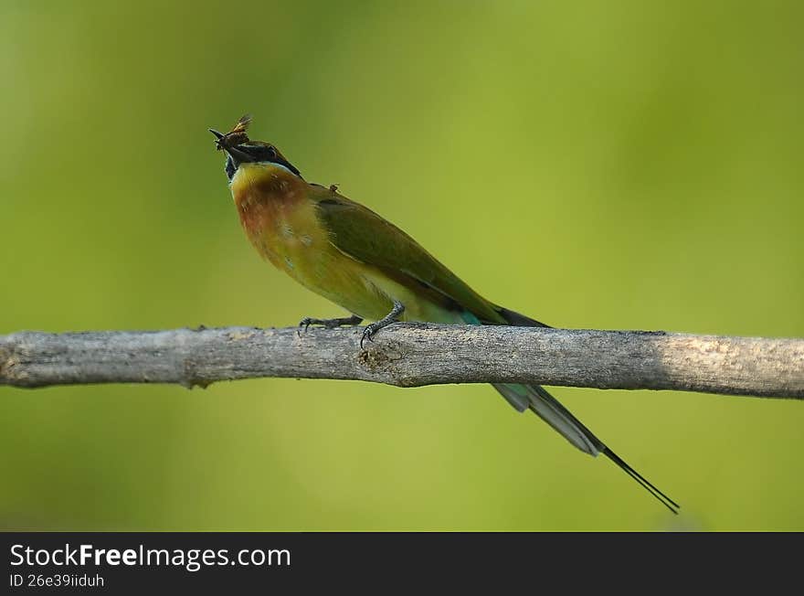Blue tailed bee eater catch the bee as a lunch