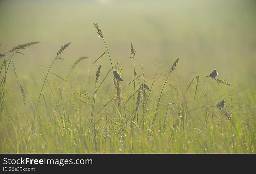 beauty warm morning tropical backlight awesome