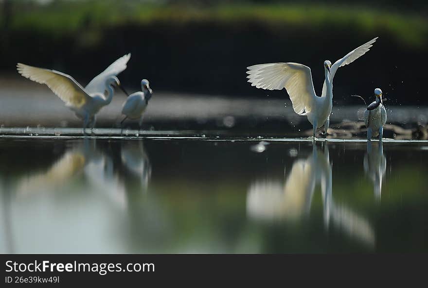 egrets dance, similarity movement  looking for fish