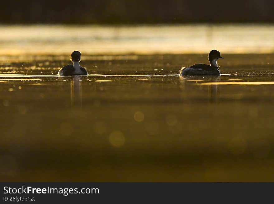 Silvery Grebe at Sunset in the Wetlands of La Pampa, Patagonia, Argentina