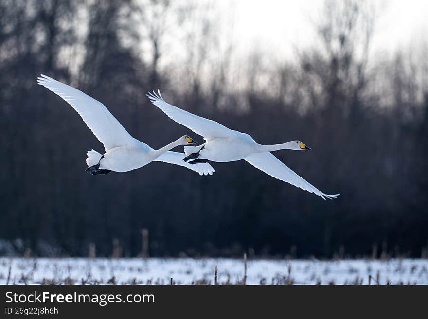 Two swans in flight in winter