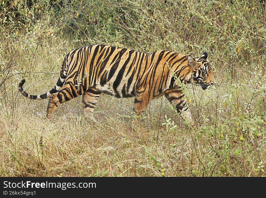 Bold and Ferocious Majestic Male Tiger head on shot while walking in the forest at Tadoba National Park, . One of the Most Bold and Ferocious Majestic Male Tiger head on shot