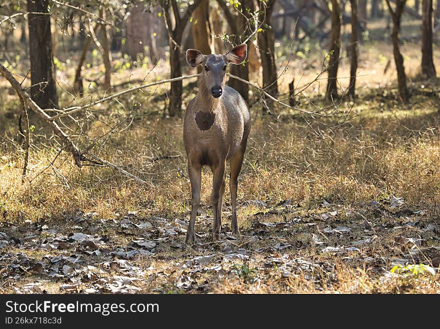Sambar deer looking at its visitors during the Jeep safari at Kabini Nagarhole National Park, Karnataka