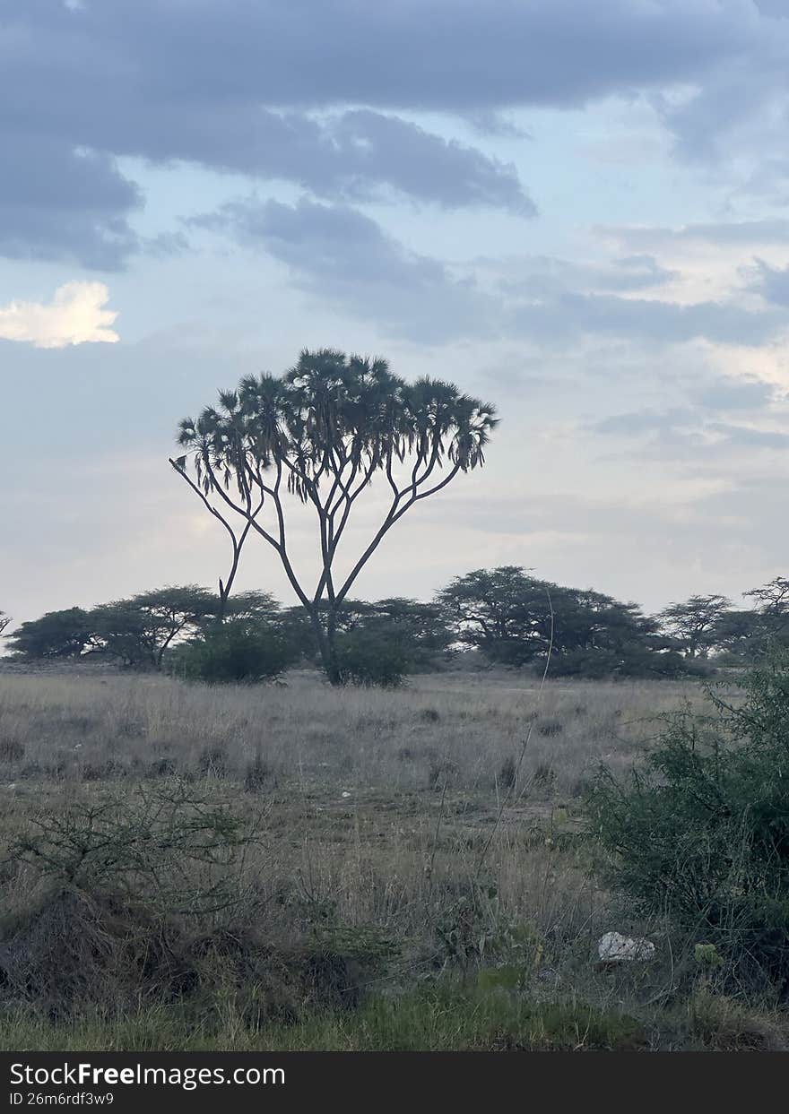 African Palm Dome in Samburu