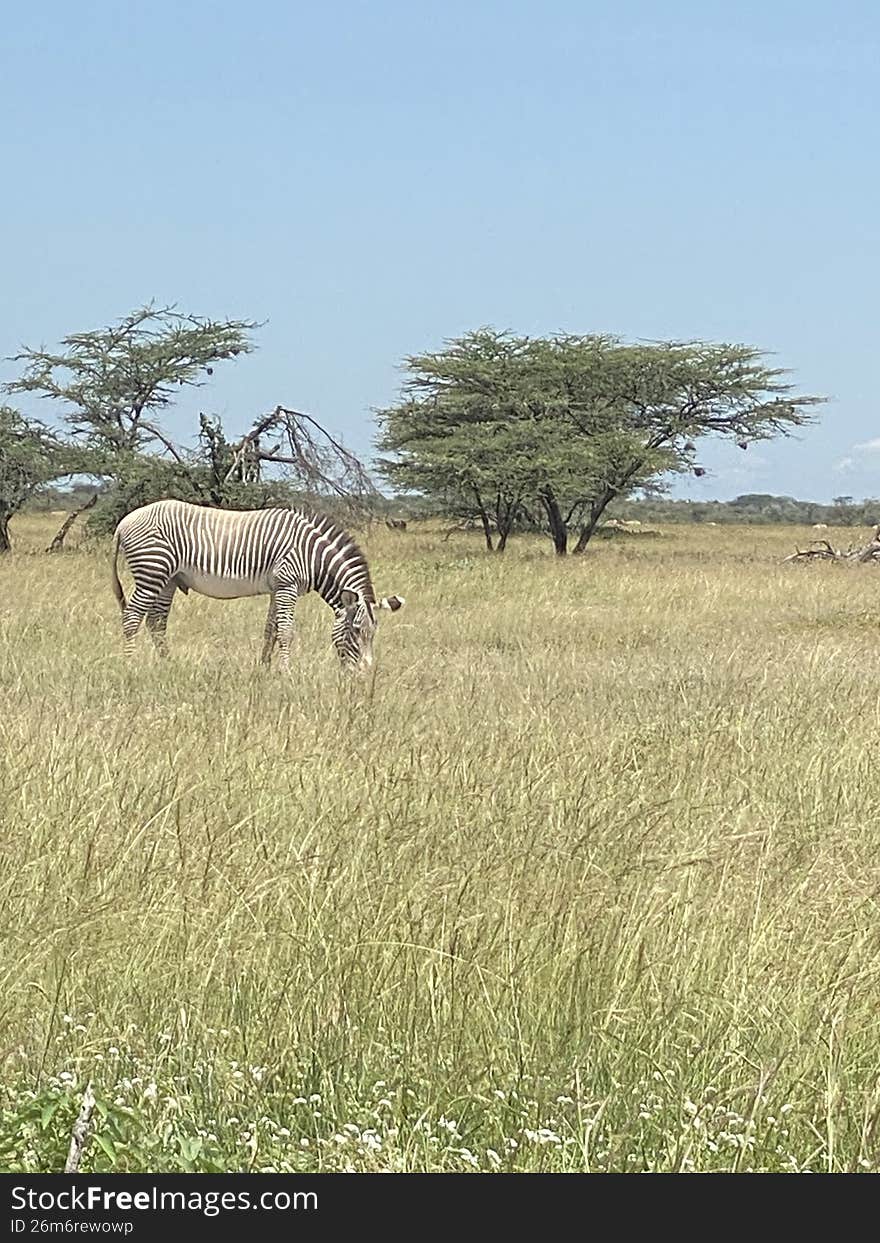 Gravy Zebra Feeding in Buffalo Springs National Reserve