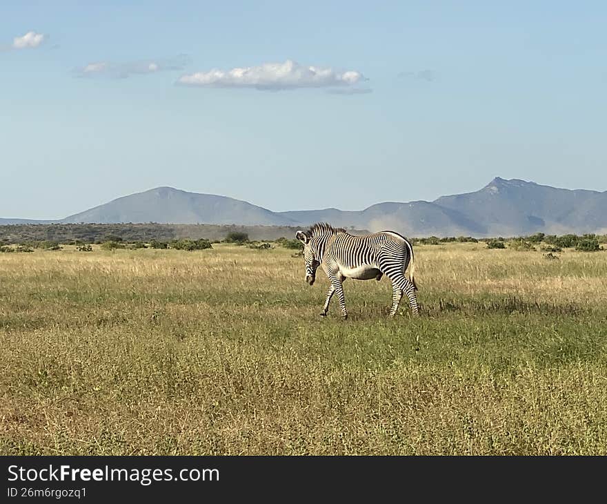 The Rare Gravy Zebra in Kenya