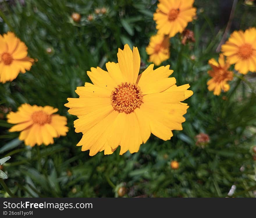 Yellow flower called coreopsis lanceolata with background of blooming yellow flowers